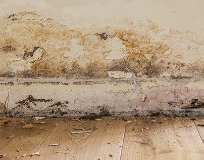 Everything you need to know about Rising Damp.