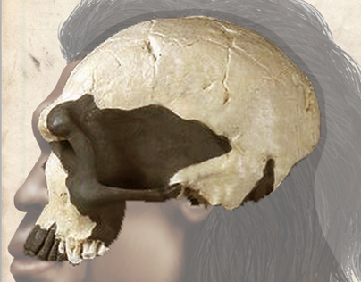 Homo heidelbergensis - Steinheim (Book Project)