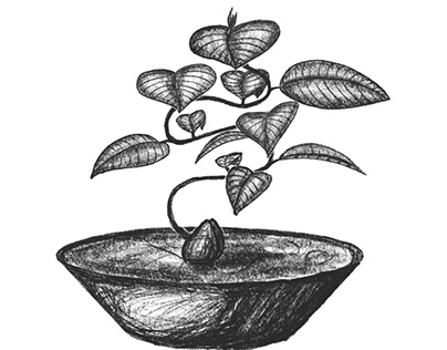 Graphic illustration of avocado plant