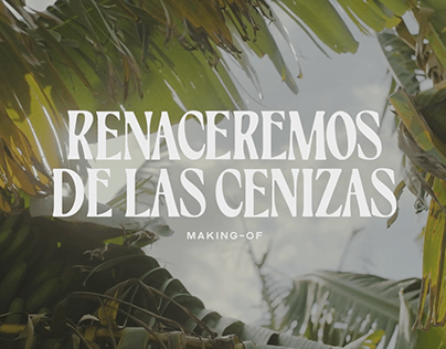 Plátano de Canarias - Renaceremos de las cenizas