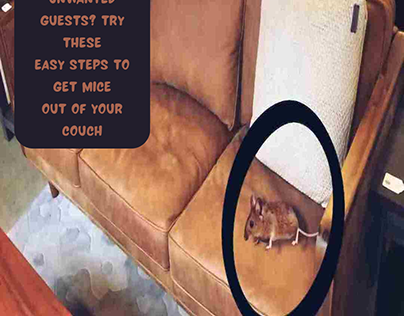 Get Mice Out of Your Couch in Few Simple Steps