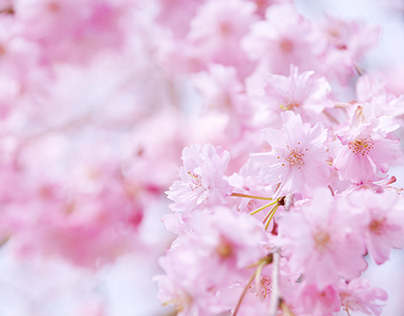 春の想ひ出 Sakura Memories