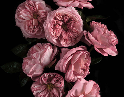 Project thumbnail - Rose Beauty
