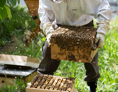 A Brief History of Beekeeping