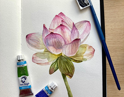 Pink Lotus watercolor drawing