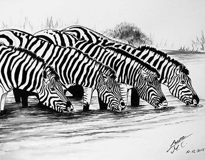 Zebres bevent al riu 2
