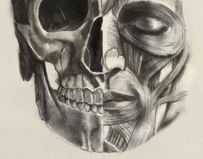 Head anatomy sketch