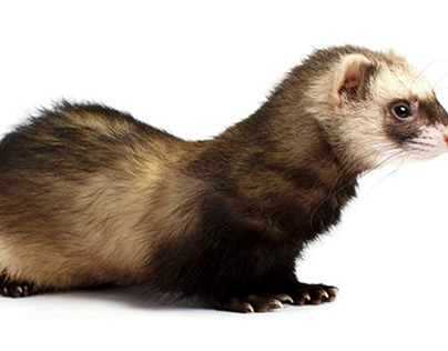 Ferrets - Myths and Misconceptions