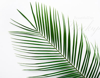 palm branch on white background