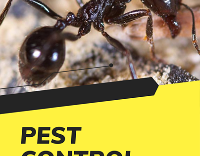 Pest Control Brassall