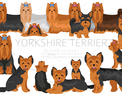 Yorkshire terrier dog breeds