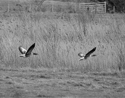 Greylag geese in black and white