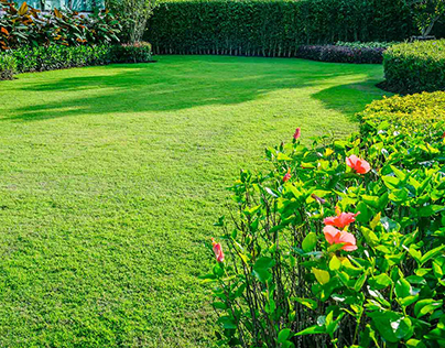 5 Healthy Lawn Maintenance Tips