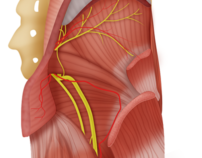 Piriformis Muscle (Deep Dissection).