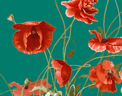 Vintage Poppy and Wildflower Flower Templates