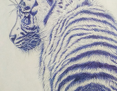 Tiger, pen drawing
