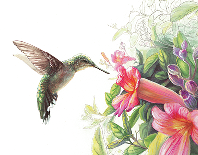 Hummingbird with Trumpet Vine