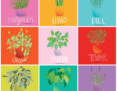 Herbs Illustrations