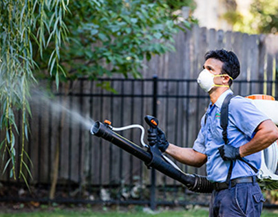 Mosquito Control Services: Keeping Your Home Pest-Free