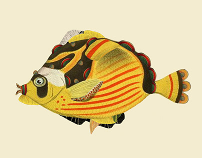 Infertile fishes: Chaetodon Flyfish (collage)