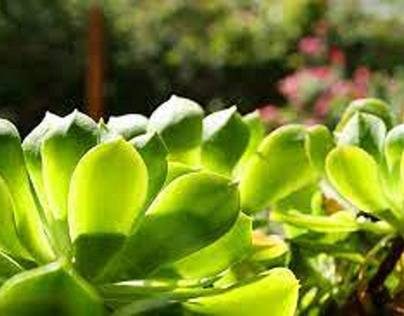 Best Succulent Gardening Tools And Accessories