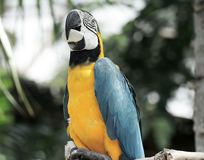 Macaw | Bali Bird Park