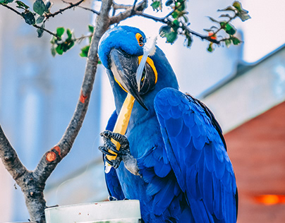 Hyacinth Macaw Projects | Photos, videos, logos, illustrations and branding  on Behance