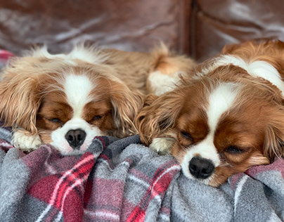 White and Brown Cavalier King Charles Spaniels Sleeping