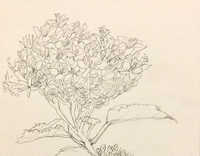 flower sketch Starburst bush,Lily, Echinacea
