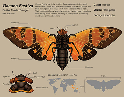 Gaeana Festiva (Festive Cicada)