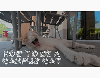 How to be an (NYUAD) Campus Cat | Immersive Experience