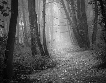 Foggy Woodland