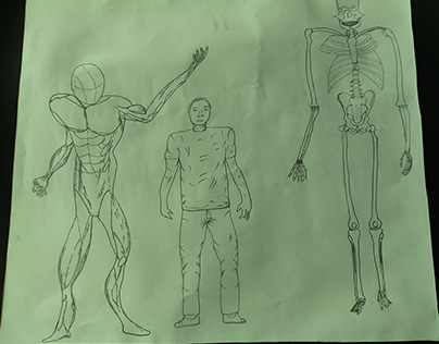 Full Figure Body structure, Muscles & Bones