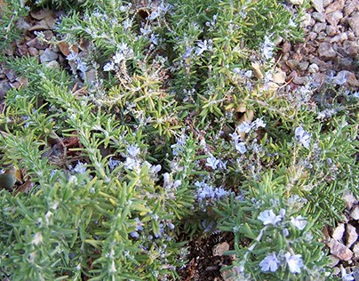 Growing Rosemary at Home