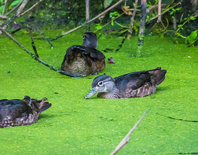 Wood Ducks in Duckweed