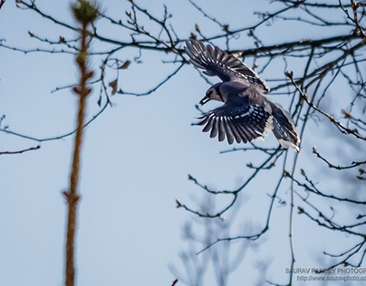 Blue Jay in flight