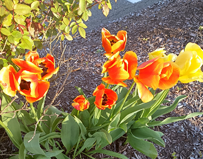 Eight Orange and Two Yellow Tulips in a Cluster