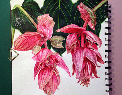 Medinilla Botanical Illustration. Part 1