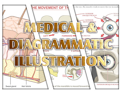 Medical and Diagrammatic Illustration