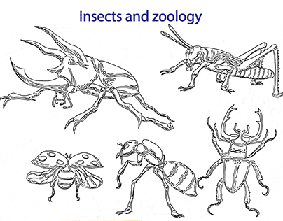 Insect and zoology