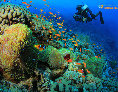 banner design EL Gouna Diving Sites to dive in Big fish