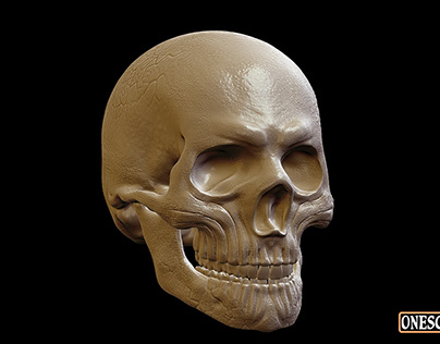 Project thumbnail - Skull Study, artistic skull creation