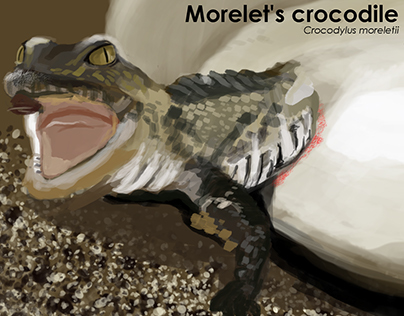 digital pinting of morelet's crocodile