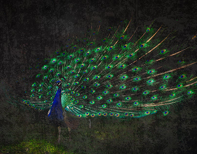 Peacock in Fresco Design