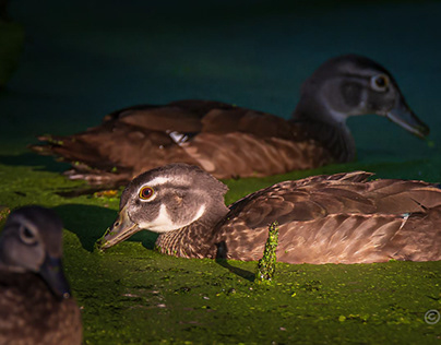 Wood Duck-juveniles