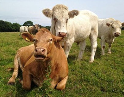 Grass-fed cows