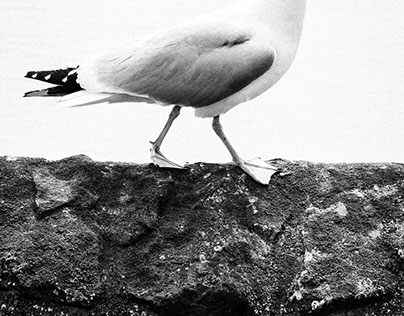 Herring gull, Padstow, Cornwall