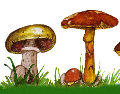 Ilustraciones Reino fungi