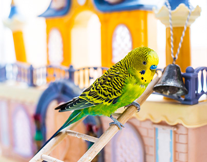 10 Bird Toys That Are Safe for your parrot