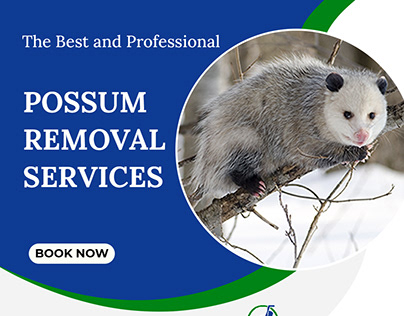 Professional Possum Removal Services in Australia